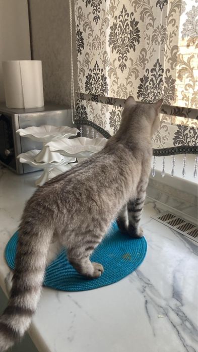 Продаю кошку шотланку