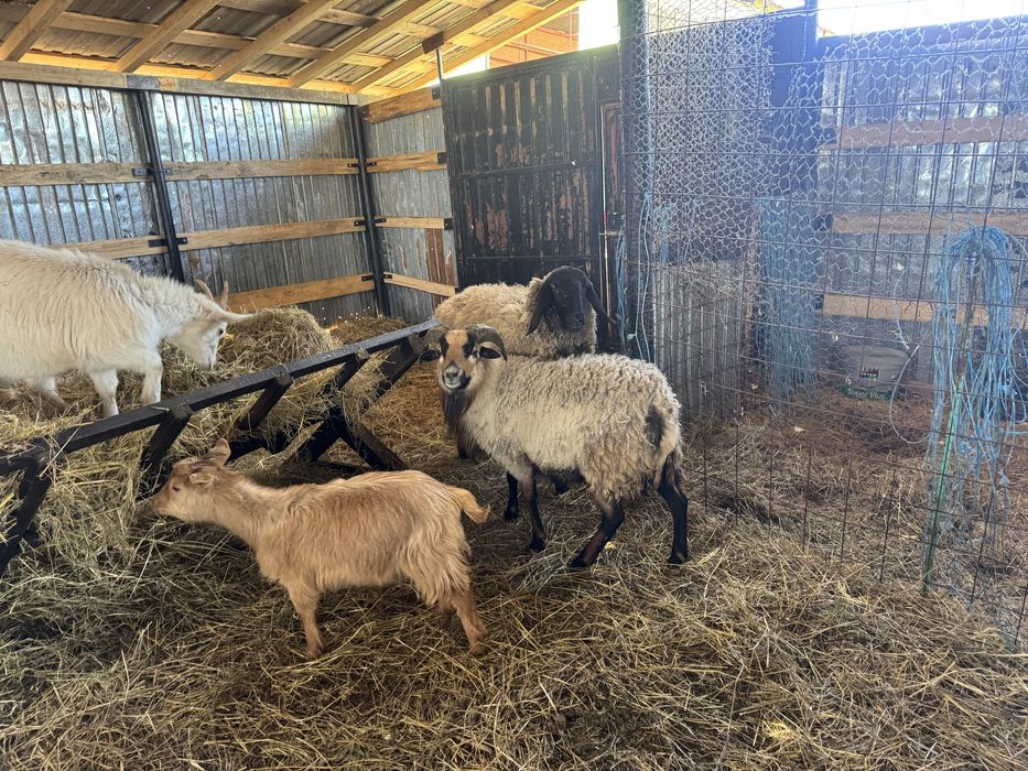 Oi  carabase,capre,oi camerun