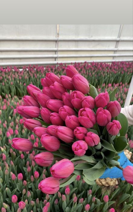 Тюльпаны Астана