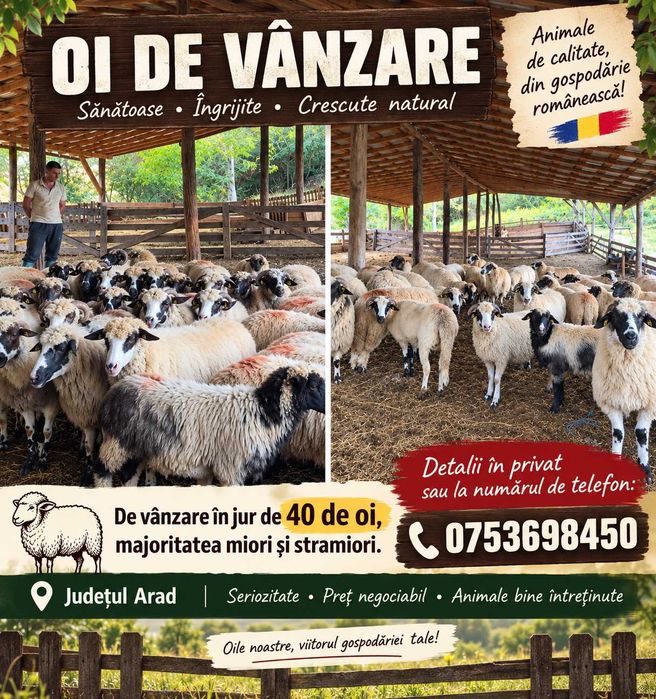 De vânzare în jur de 40 de oi, majoritatea miori și stramiori judetul Arad detalii in privat sau la Nr de telefon 0753698450