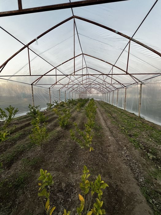 Иссик хона - Теплица