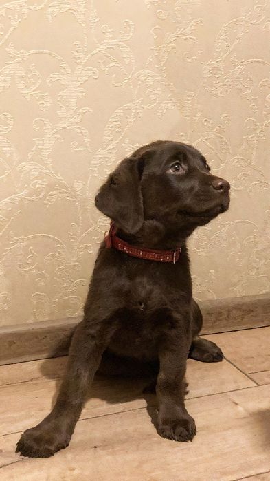 Отдам в добрые руки