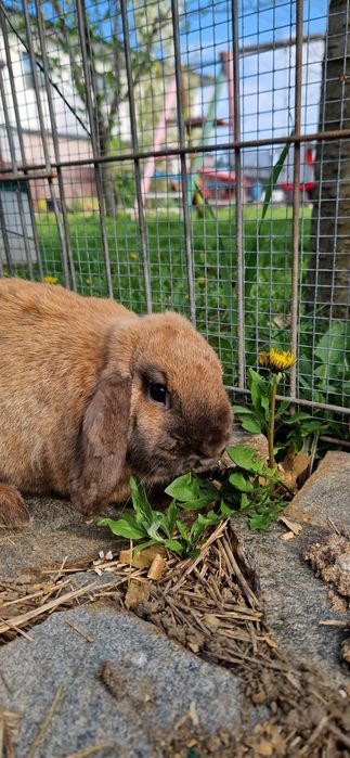 Iepure Berbec pitic mini lop