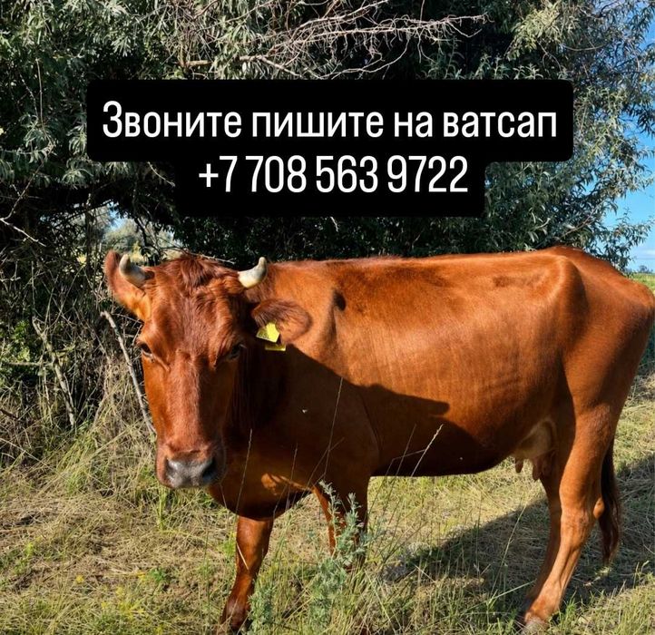 Дойная корова с телёнком