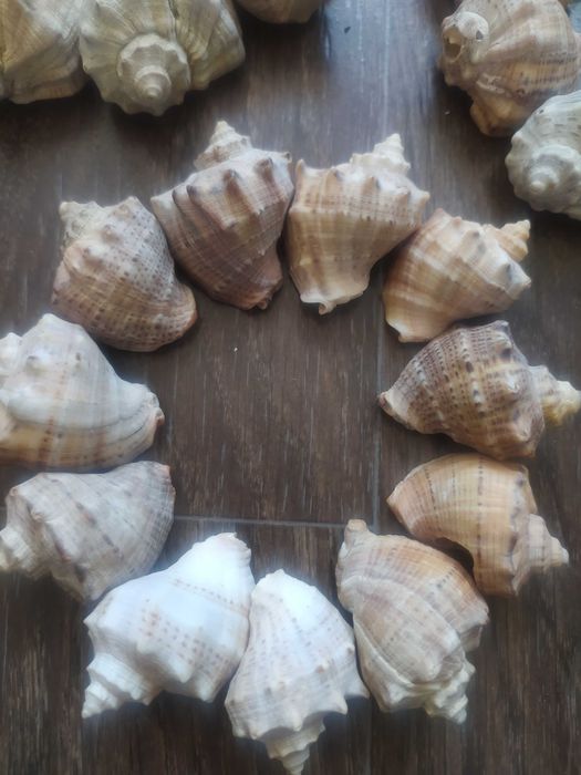 Ракушки для декора