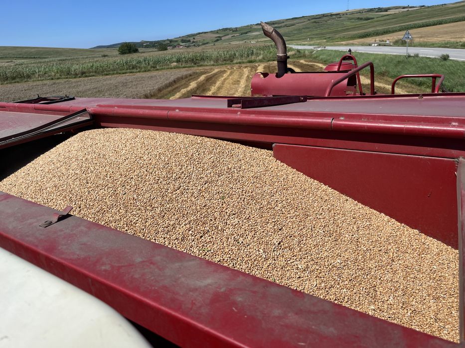 Porumb 2025!!!//////