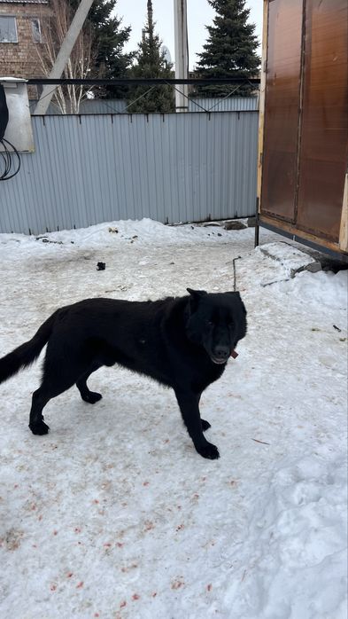 Восточно европейский овчарка