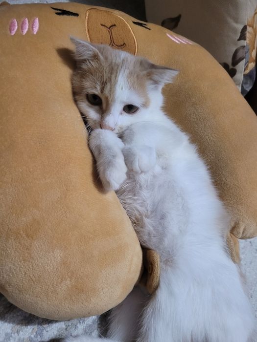 Отдам котенка в добрые руки девочка