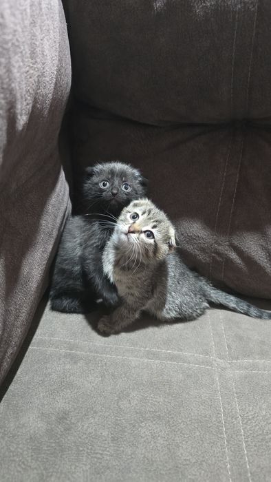 Котята шотландцы.