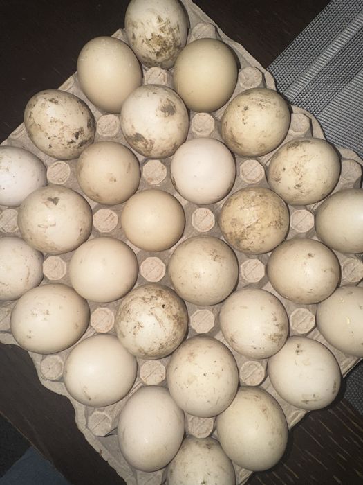 Oua rate mute(lesesti)