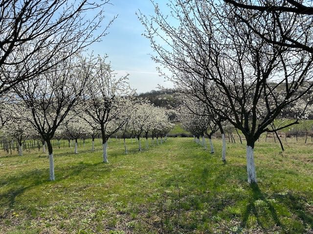 Vând Livada pruni + vie Paulesti