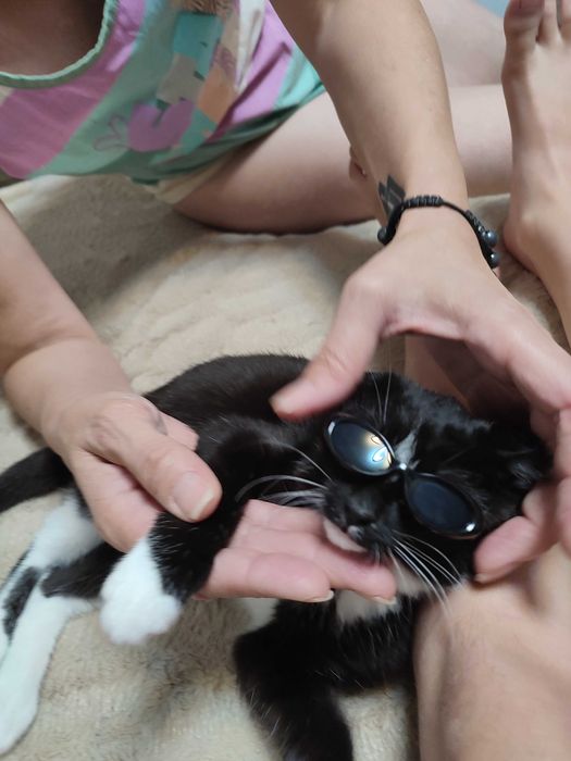 Ищем котородителей