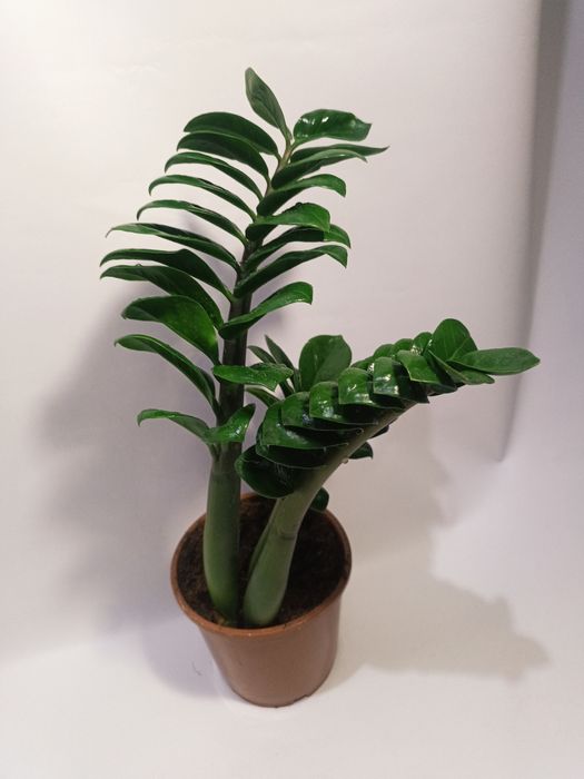 Продам Замиокулькас Зензи Кудрявый