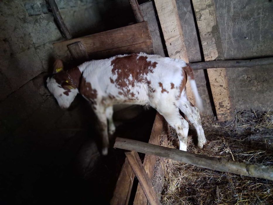 Vand vițel 3 săptămâni