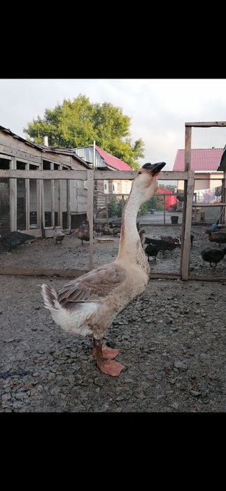 Гуси   молодняк полукровки