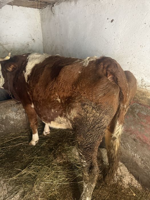 Vaca Baltata romaneasca