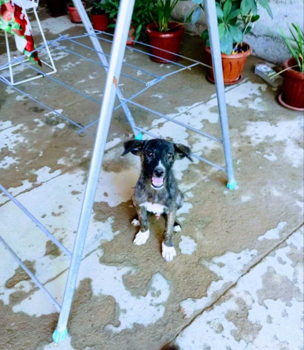 Собаки и щенки в Термезе