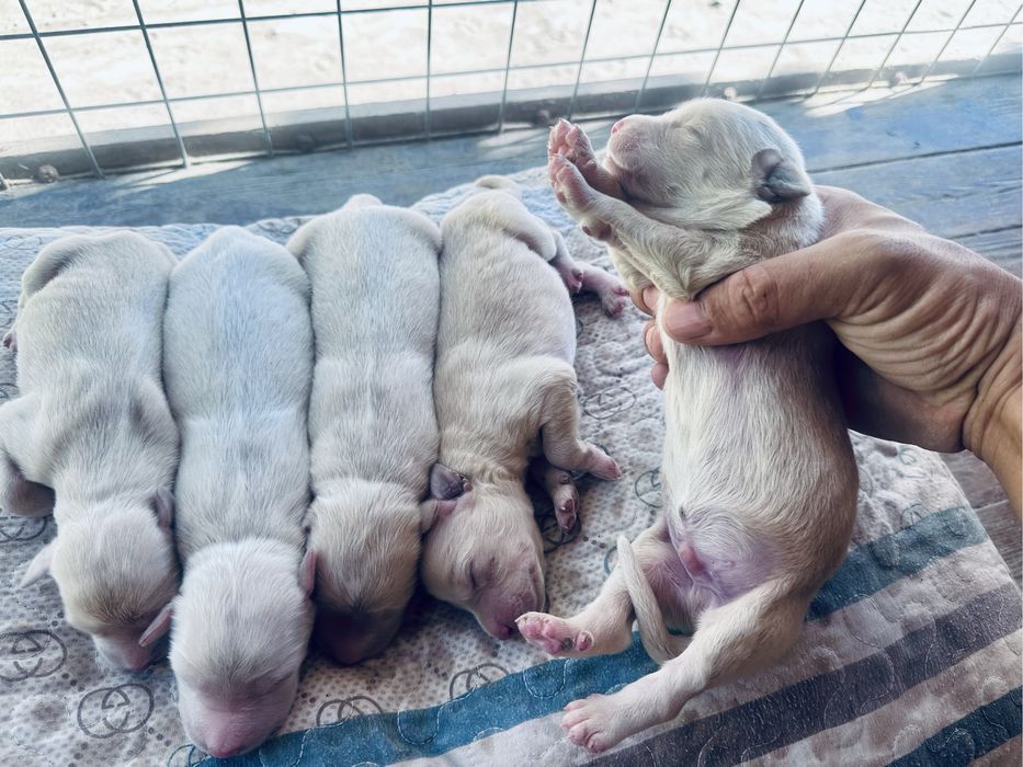 Labrador Лабрадор 30.08.24 родились