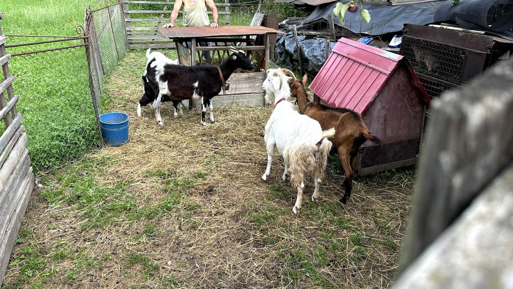 Vand capre, detalii la telefon