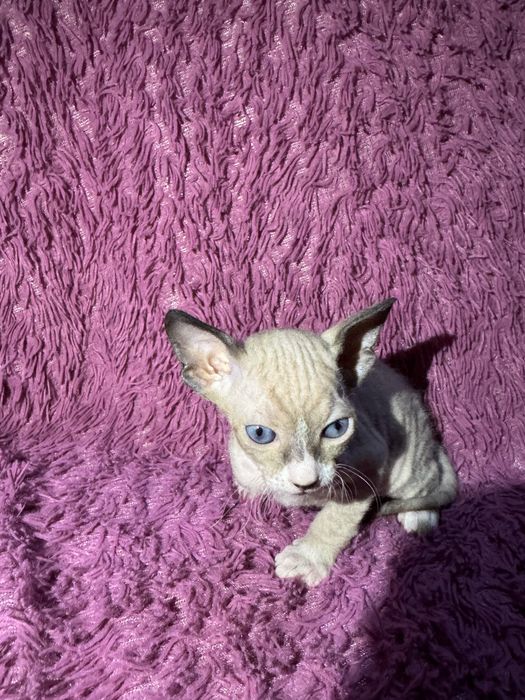 котята сфинксы 3