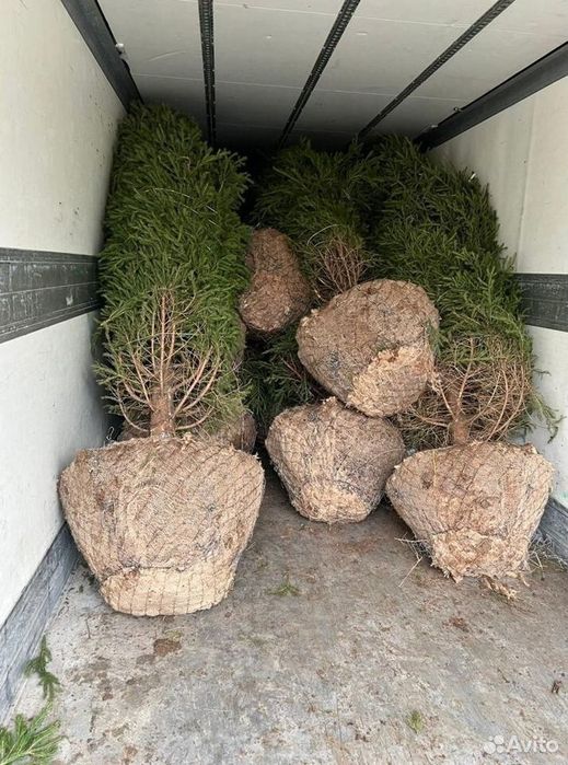 Тополь пирамидальный