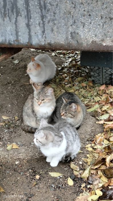 Кошечки в добрые руки.