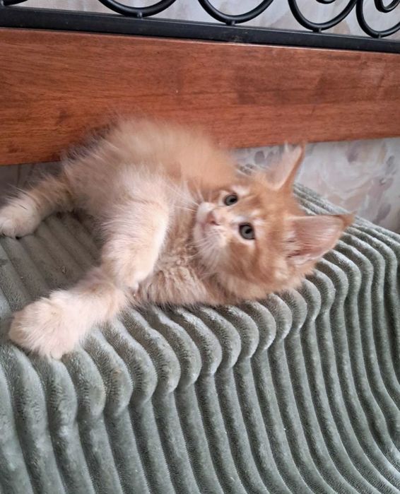 Мейн Кун чистокровные