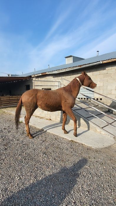 Продам Чистакровного Англичанин