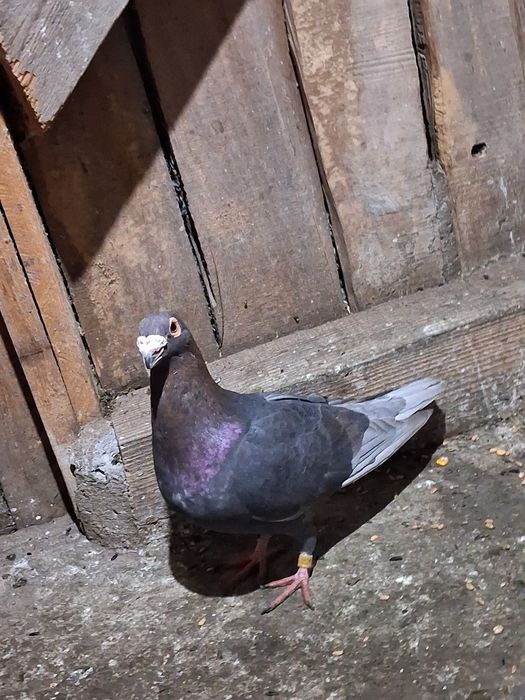 Porumbei de vânzare