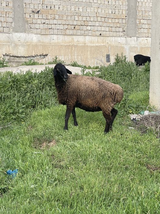 Soglom ona qoylar sotiladi