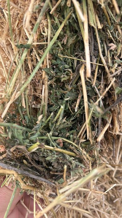 Люцерна големи бали