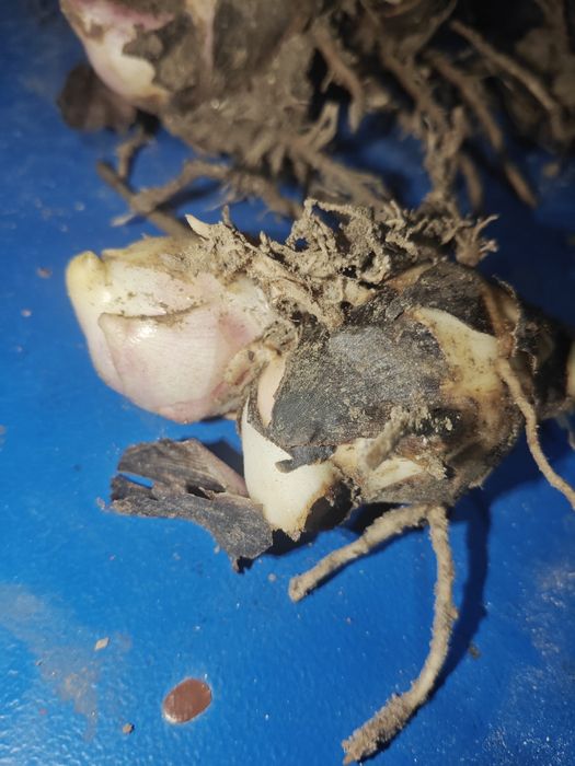 5 Bulbi Canna Indica , rosu