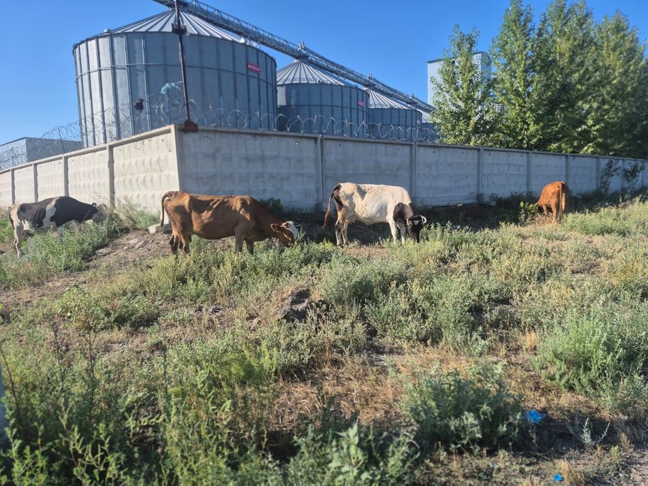 Продам коров 4 головы