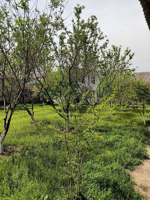 Sotiladi 13 sotix hovli Chingeldi Продается участок 13 сот на Чингелди