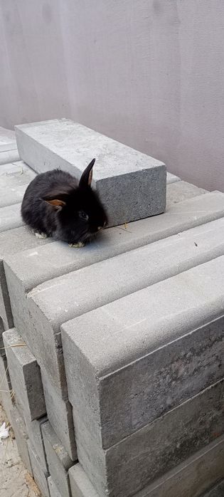 Iepurași Cap de leu