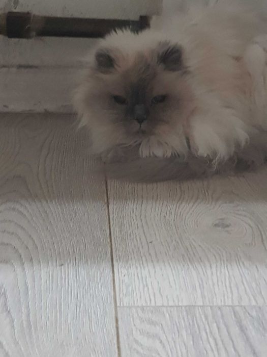 Отдам кошек в хорошие руки