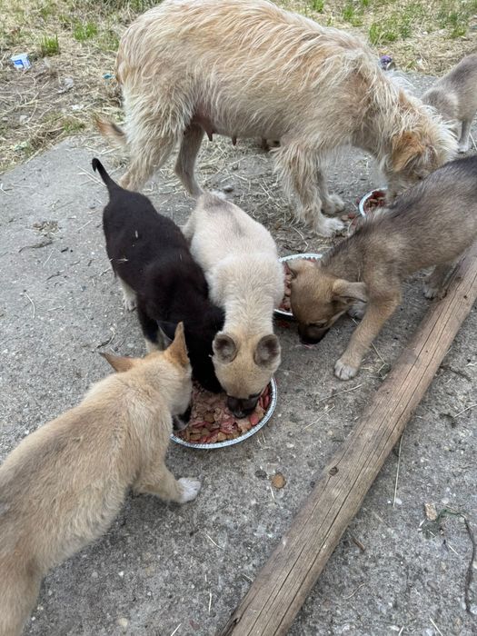 Donez cățeluși abandonați
