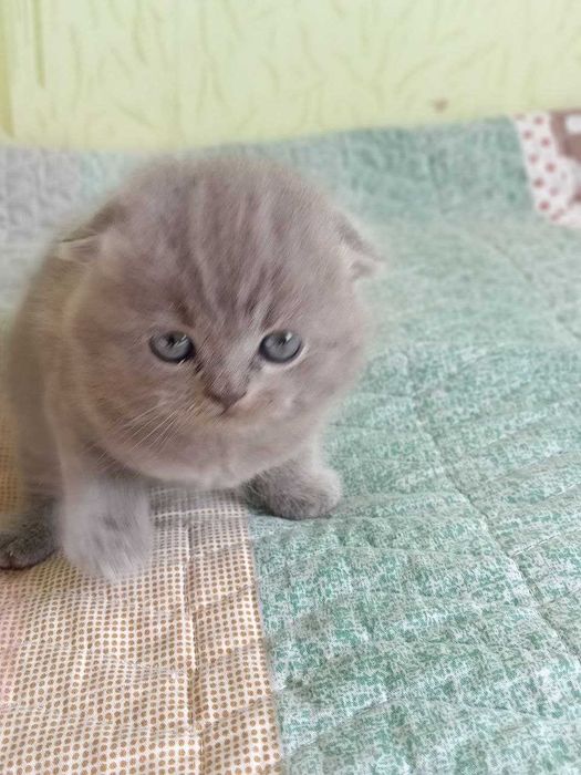Продам котенка Шотландской Вислоухой