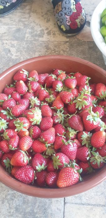 Клубника кучатлари