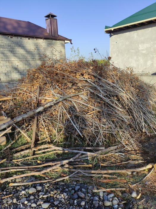 Terak  shoxlar va òtinlar