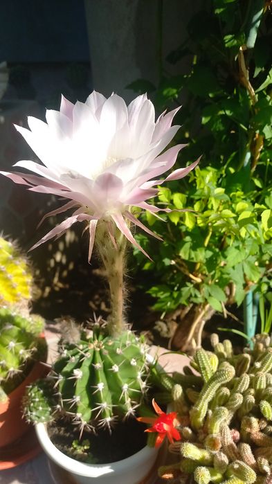 CACTUȘI INFLORITI Diverse MODELE,Culori,crescuți ghiveci cu rădăcini