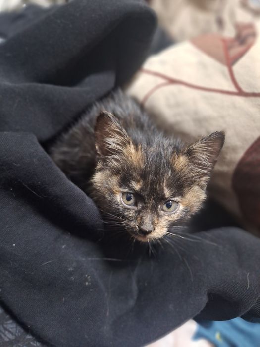 Кошечка ищет добрые лапки