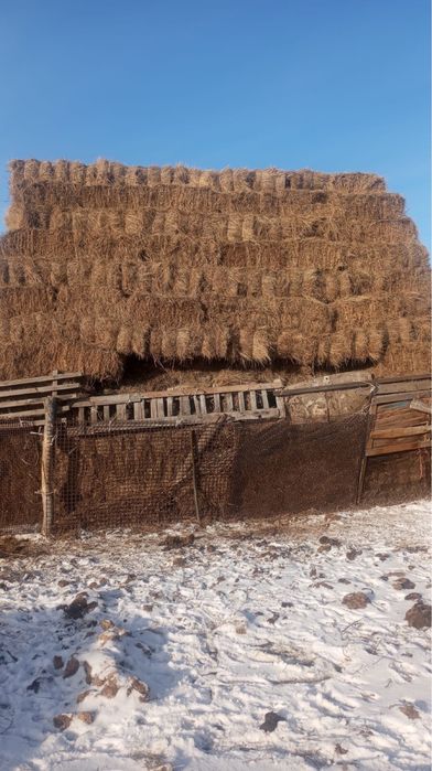 Сенооо тюковоййй