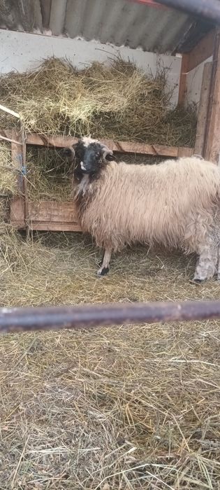 Berbecuț de vânzare