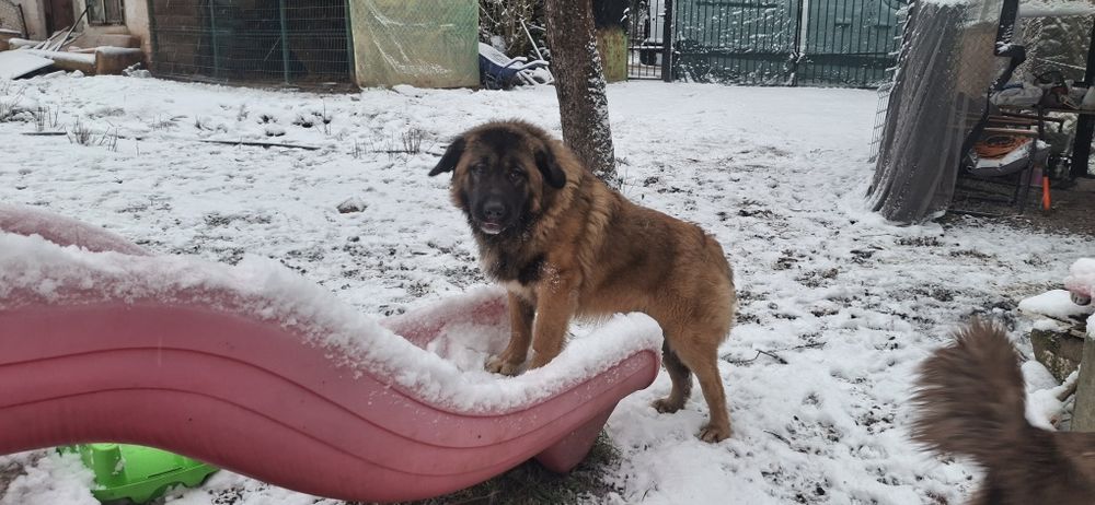 Каракачански кучета (мъжко и женско) на 12м.