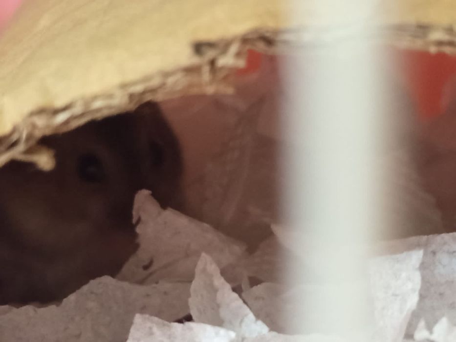 Продам джунгарских хомячков