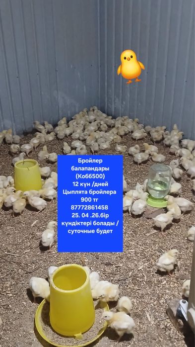 Продам цыплят несушек