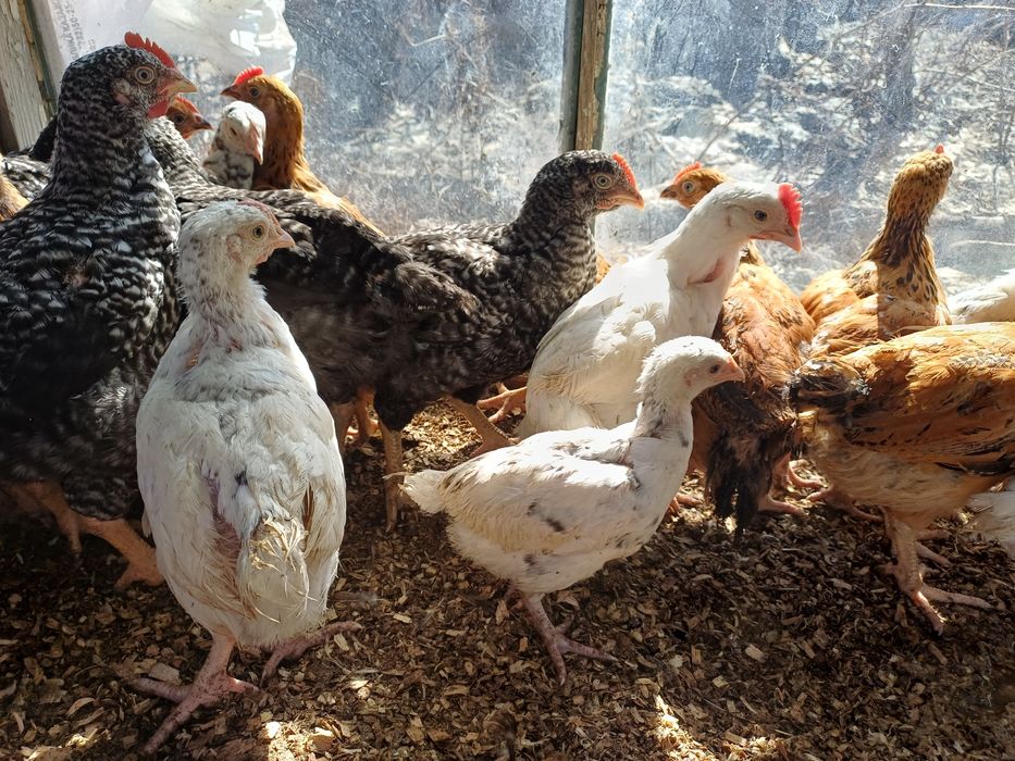 Пушкинские курочки