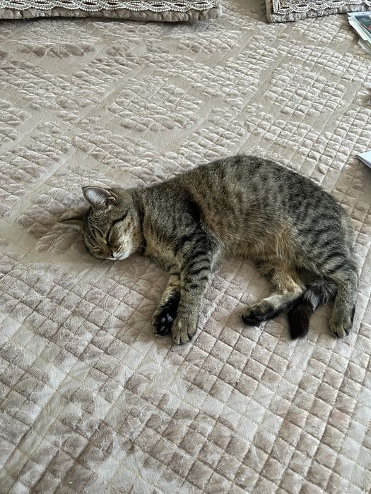 Отдам в хорошие руки кошек