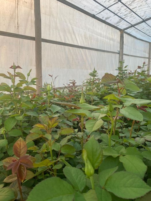 Розы  розы  розы